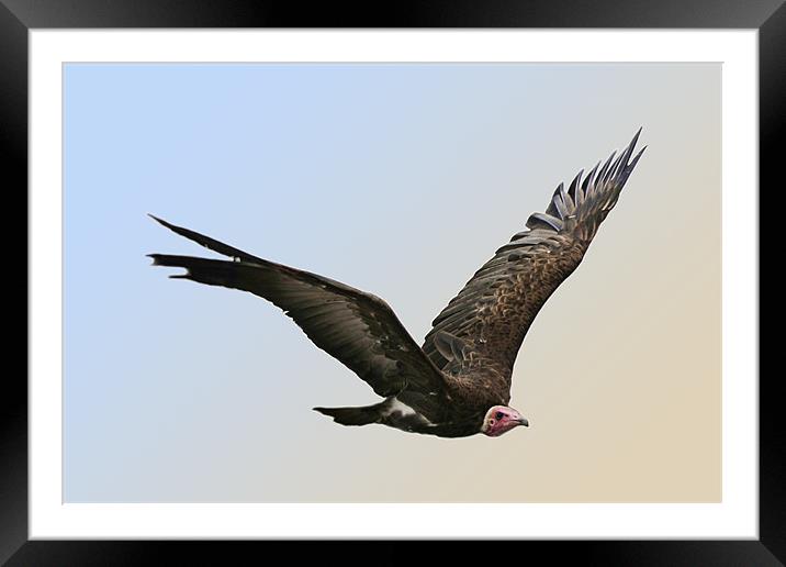 Griffon Vulture Framed Mounted Print by Tony Bates