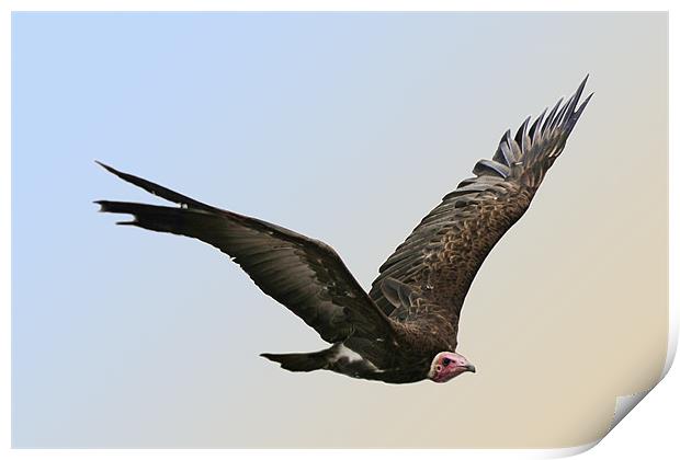 Griffon Vulture Print by Tony Bates