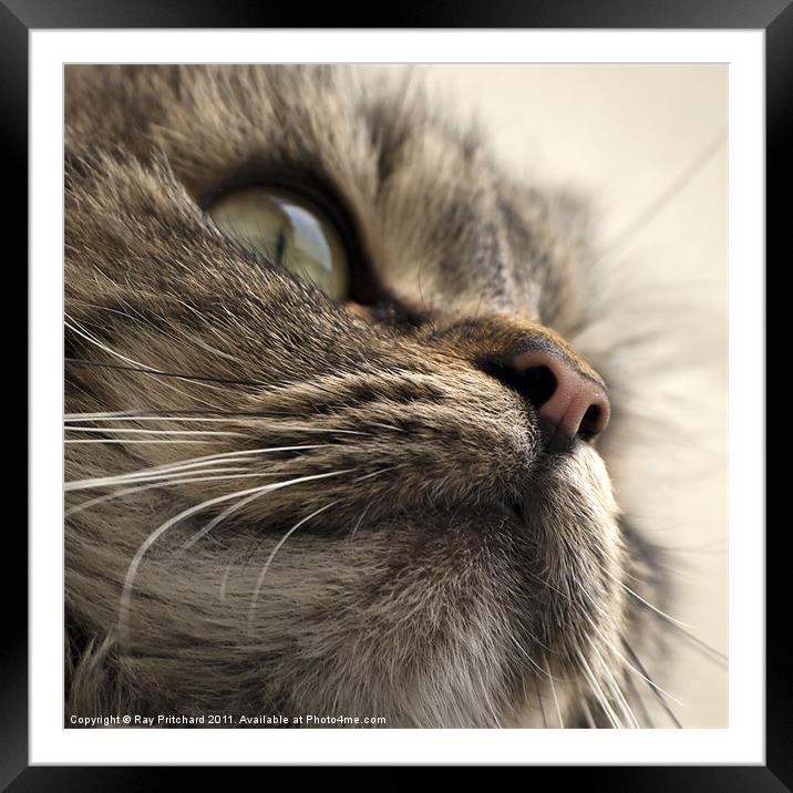 A Cat Framed Mounted Print by Ray Pritchard