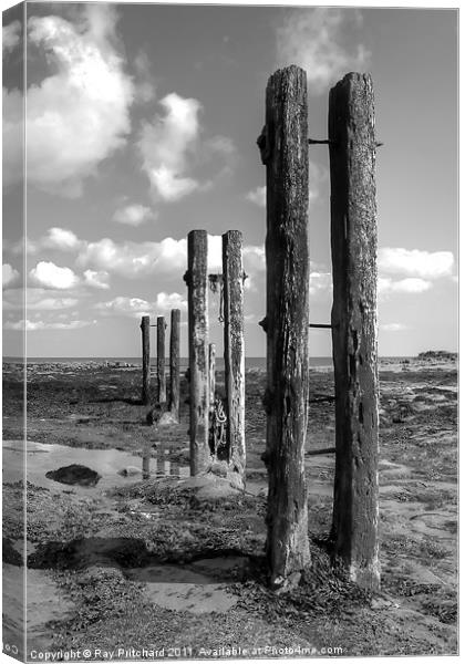 Old Wooden Posts Canvas Print by Ray Pritchard