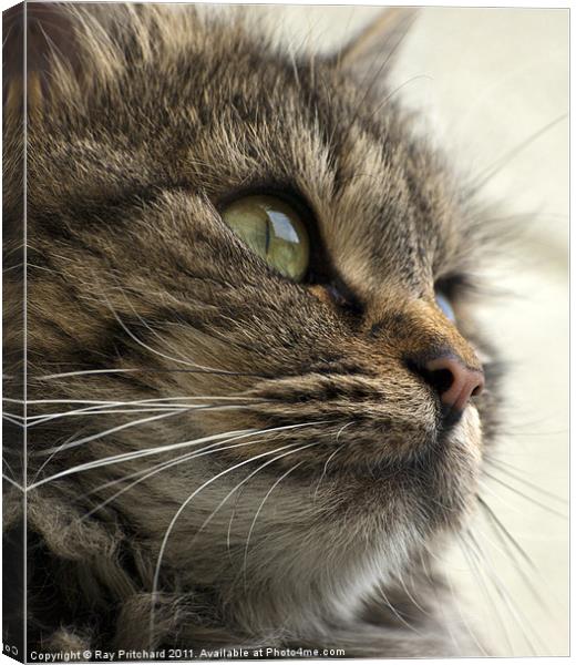Cute Cat Canvas Print by Ray Pritchard
