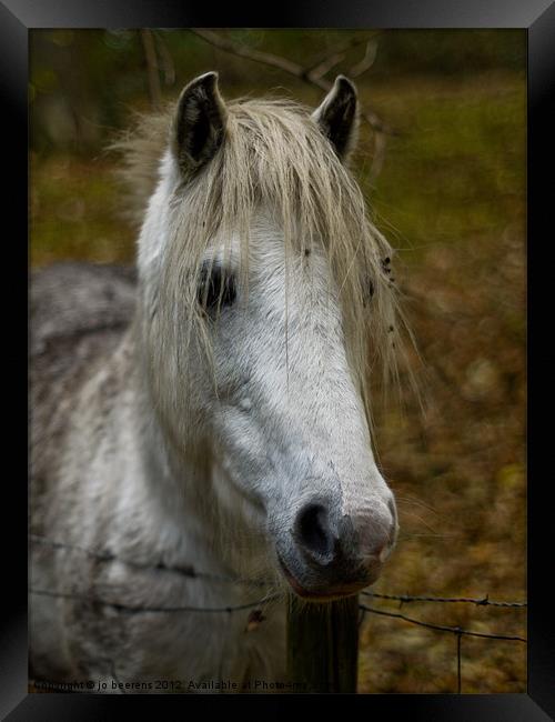 white pony Framed Print by Jo Beerens