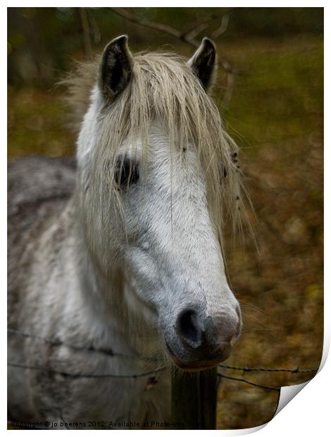 white pony Print by Jo Beerens