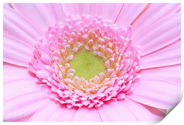 Macro of a pink Gerbera flower Print by Ankor Light