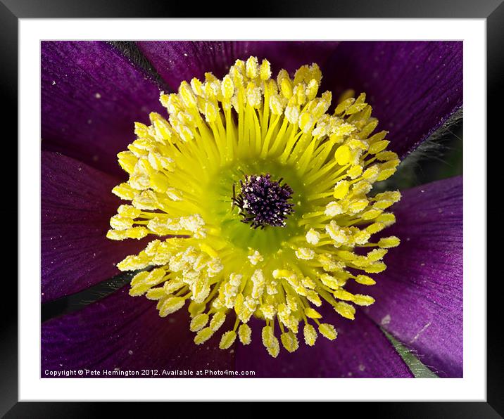 Pulsatilla flower macro Framed Mounted Print by Pete Hemington