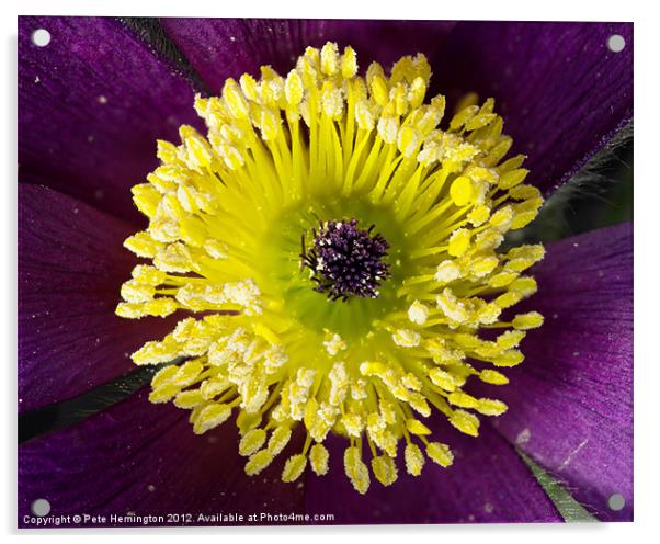 Pulsatilla flower macro Acrylic by Pete Hemington