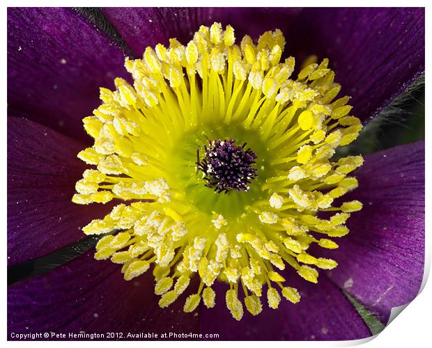 Pulsatilla flower macro Print by Pete Hemington