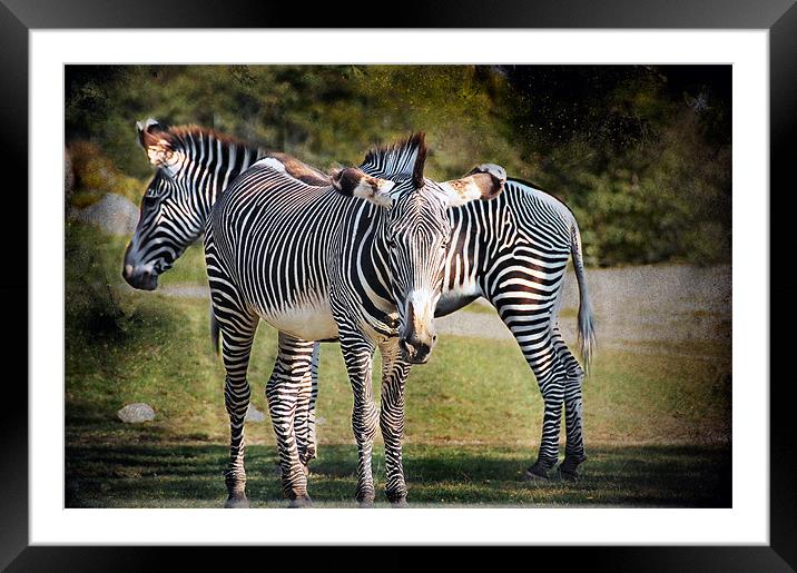 Zebras Framed Mounted Print by Elaine Manley