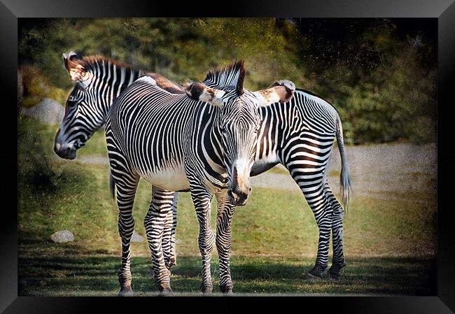 Zebras Framed Print by Elaine Manley