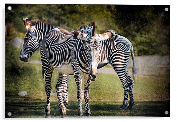 Zebras Acrylic by Elaine Manley