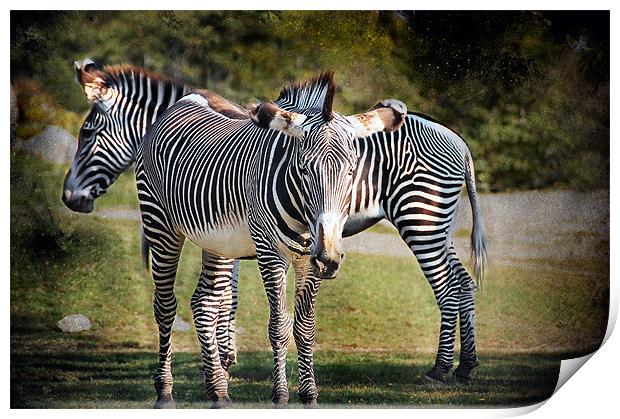 Zebras Print by Elaine Manley