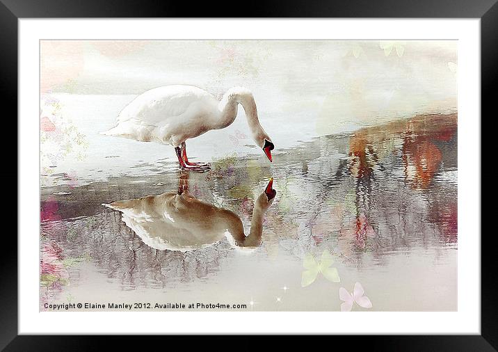 Swan Reflection Framed Mounted Print by Elaine Manley