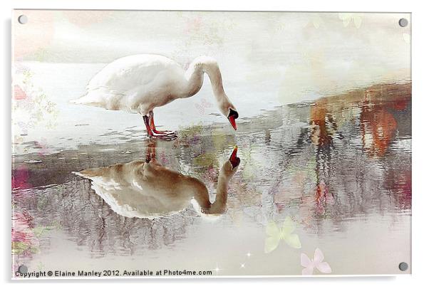 Swan Reflection Acrylic by Elaine Manley