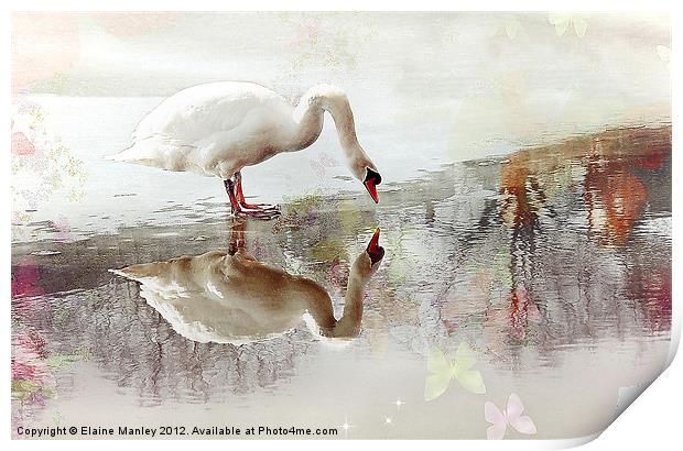 Swan Reflection Print by Elaine Manley
