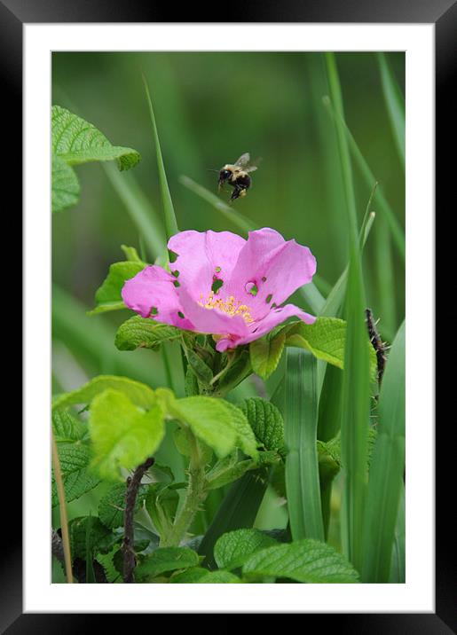 Hover of the Bumblebee Framed Mounted Print by DROO Photographer