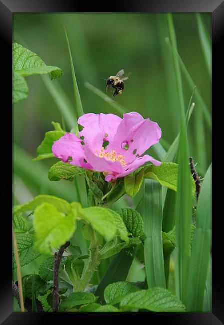 Hover of the Bumblebee Framed Print by DROO Photographer