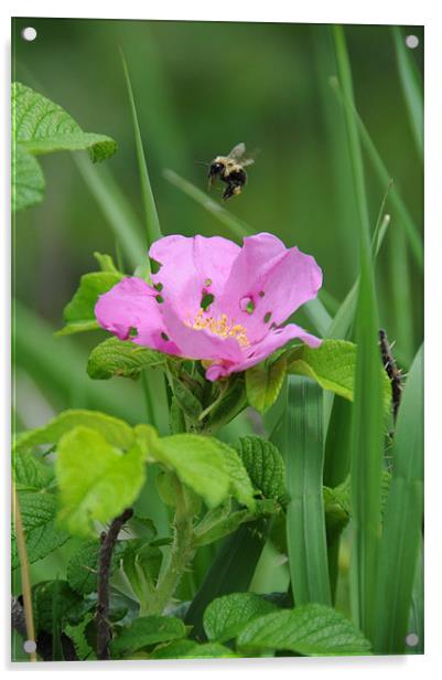 Hover of the Bumblebee Acrylic by DROO Photographer