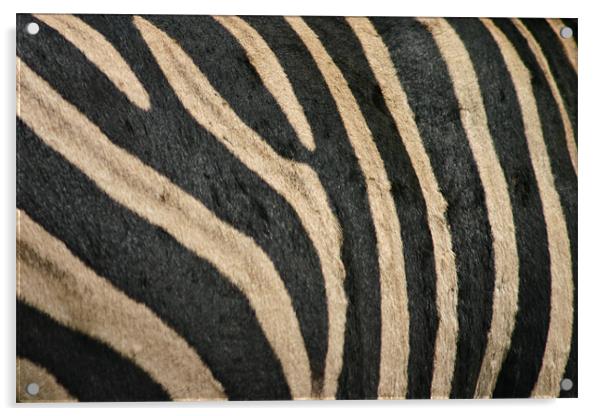 Zebra Stripes Acrylic by helene duerden