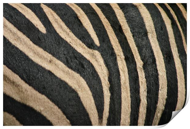 Zebra Stripes Print by helene duerden