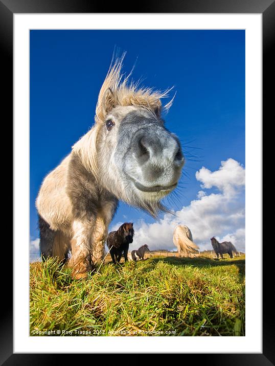 Shetland ponies Framed Mounted Print by Rory Trappe