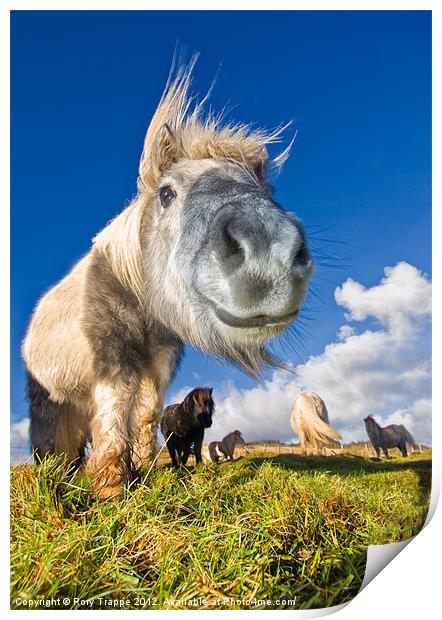 Shetland ponies Print by Rory Trappe