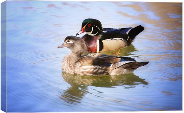 Male and Female Wood Ducks Canvas Print by Elaine Manley