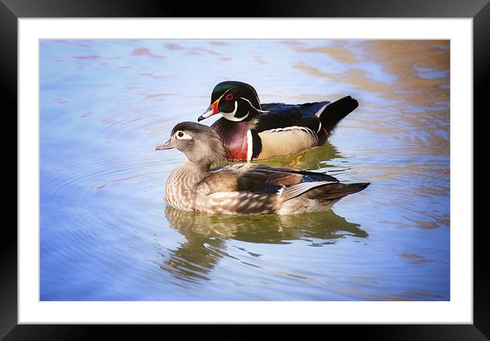 Male and Female Wood Ducks Framed Mounted Print by Elaine Manley