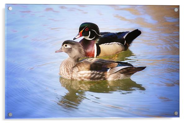 Male and Female Wood Ducks Acrylic by Elaine Manley