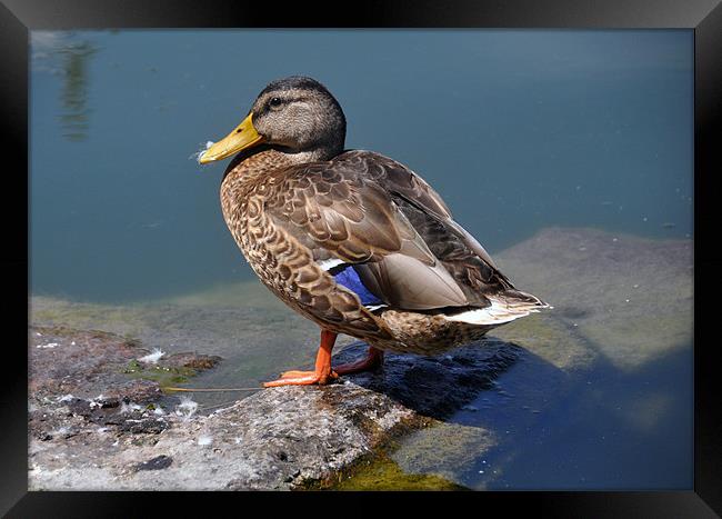 Happy Duck Framed Print by Elaine Manley