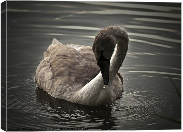 Swan Signet at Play Canvas Print by Daves Photography