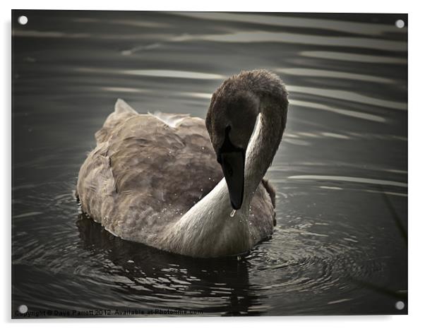 Swan Signet at Play Acrylic by Daves Photography