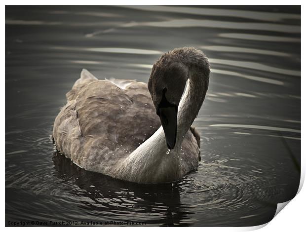 Swan Signet at Play Print by Daves Photography