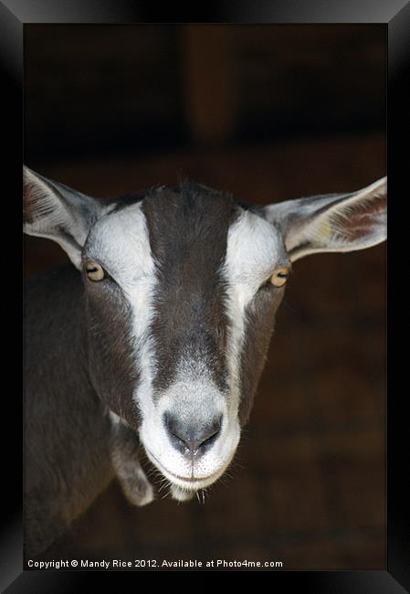 Goats portrait Framed Print by Mandy Rice