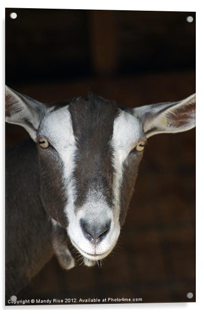 Goats portrait Acrylic by Mandy Rice