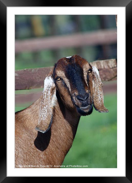 Long eared goat Framed Mounted Print by Mandy Rice