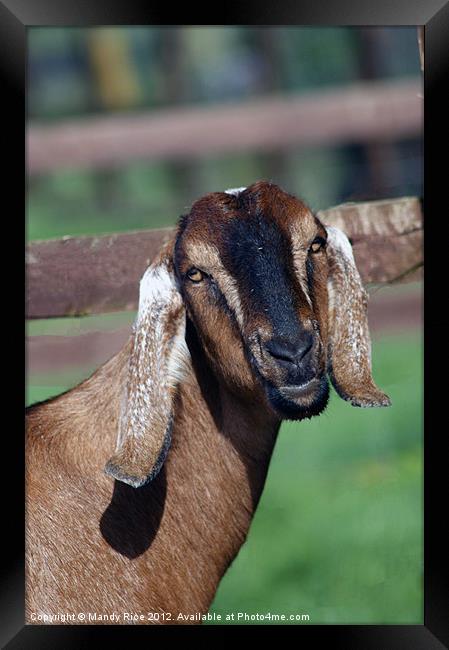 Long eared goat Framed Print by Mandy Rice