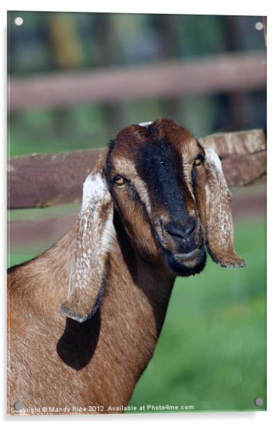 Long eared goat Acrylic by Mandy Rice