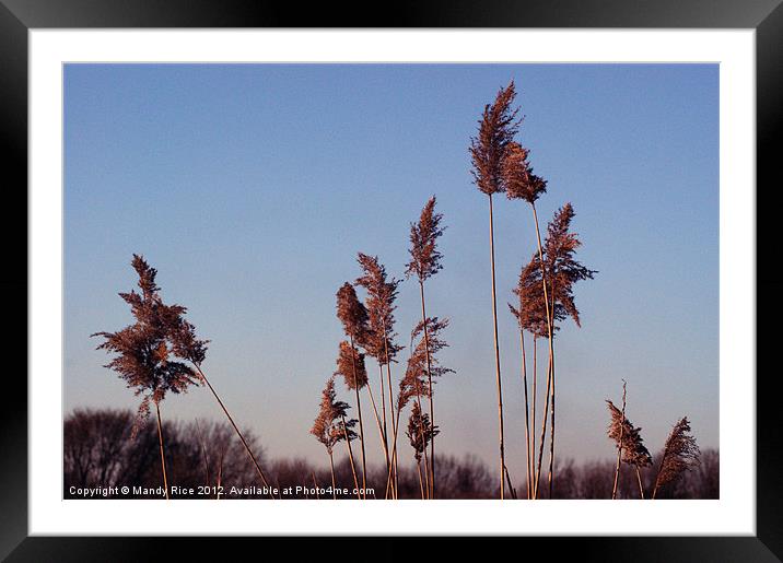Pampas grass Framed Mounted Print by Mandy Rice