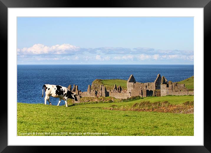 Cliff-top grazing at Portrush Framed Mounted Print by David McFarland