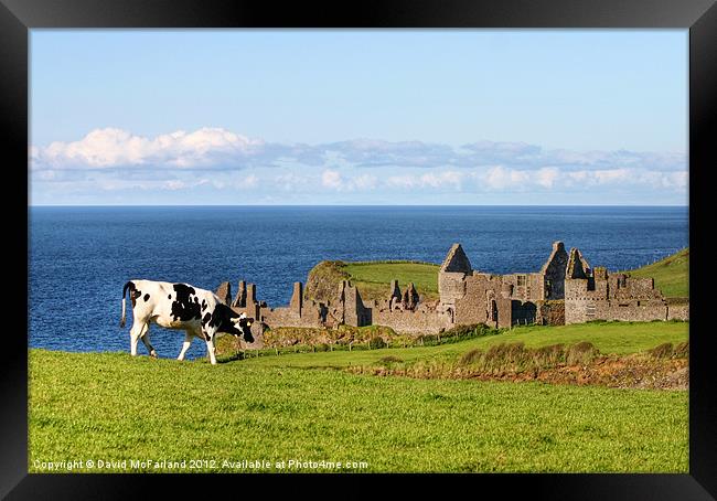 Cliff-top grazing at Portrush Framed Print by David McFarland