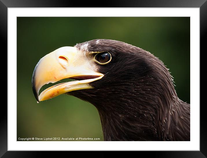 Steller's Sea Eagle (Haliaeetus pelagicus) Framed Mounted Print by Steve Liptrot