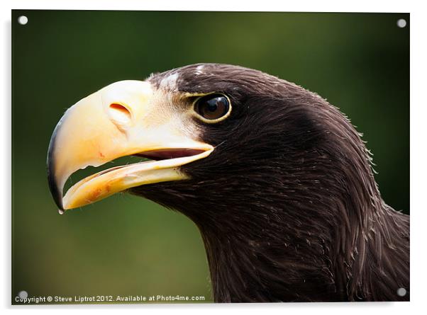 Steller's Sea Eagle (Haliaeetus pelagicus) Acrylic by Steve Liptrot