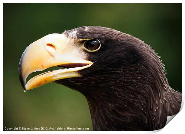Steller's Sea Eagle (Haliaeetus pelagicus) Print by Steve Liptrot