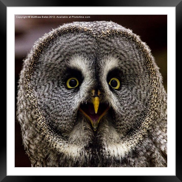 Great Grey Owl Framed Mounted Print by Matthew Bates