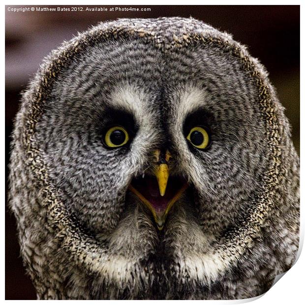 Great Grey Owl Print by Matthew Bates