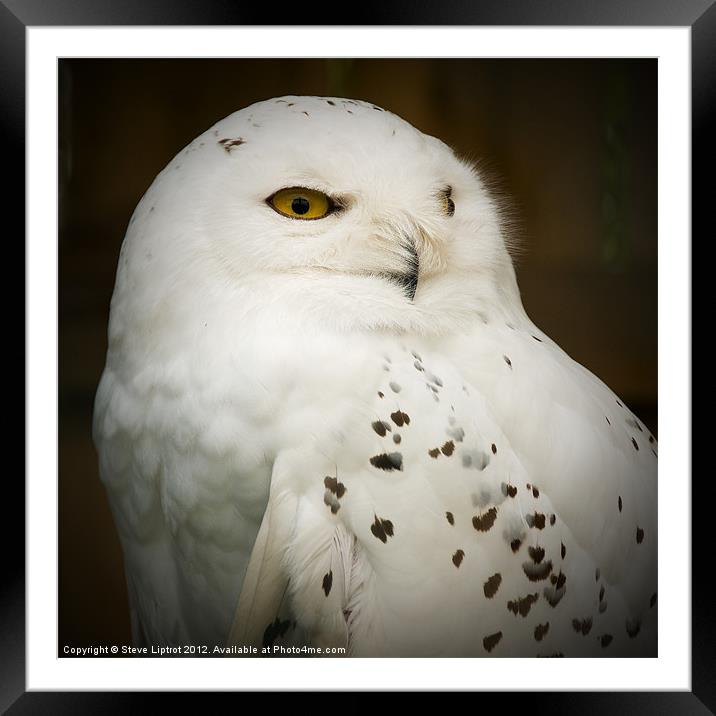 Snowy Owl (Bubo scandiacus) Framed Mounted Print by Steve Liptrot