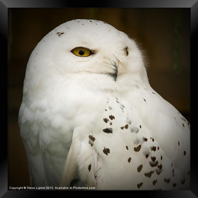 Snowy Owl (Bubo scandiacus) Framed Print by Steve Liptrot