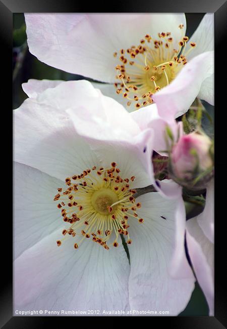 dog rose Framed Print by Elouera Photography