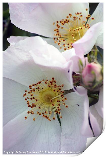 dog rose Print by Elouera Photography
