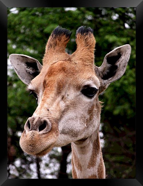 Are you looking at me? Framed Print by helene duerden